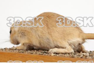 Gerbil - Meriones meridionus 0043